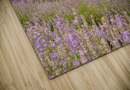 Lavender plants in blossom in early July Steve Heap puzzle