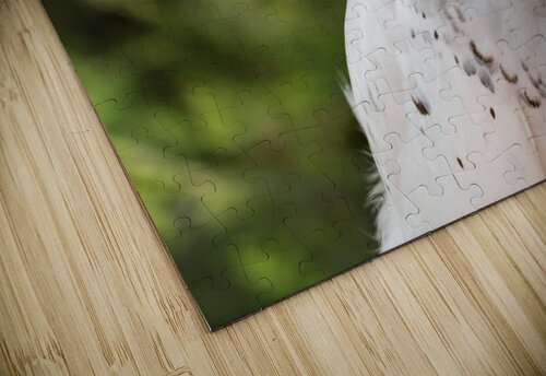 Close up of Snowy Owl against green rainforest in summer Steve Heap puzzle