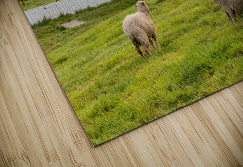 Sheep grazing in meadow in Williamsburg Virginia Steve Heap puzzle