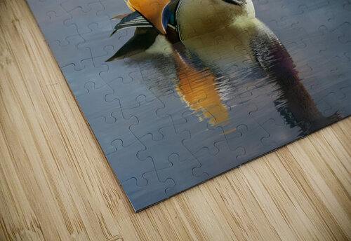 Mandarin duck floats on Ellesmere Mere to a clear reflection of  Steve Heap puzzle