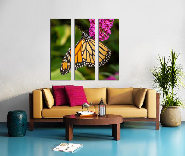 Side view of Monarch butterfly feeding in garden Split Canvas print