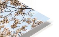 Spring blossoms by Steel girder bridge Morgantown HD Metal print