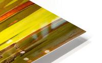 Detail of bark of Rainbow Eucalyptus tree HD Metal print