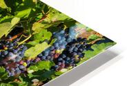Grapes for port wine by the River Douro HD Metal print