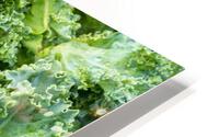 Freshly washed and trimmed kale leaves HD Metal print