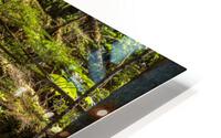 Dense vegetation in temperate rain forest in Alaska HD Metal print