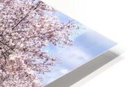 Cherry blossoms over walking trail  by the river in Morgantown W Impression metal HD