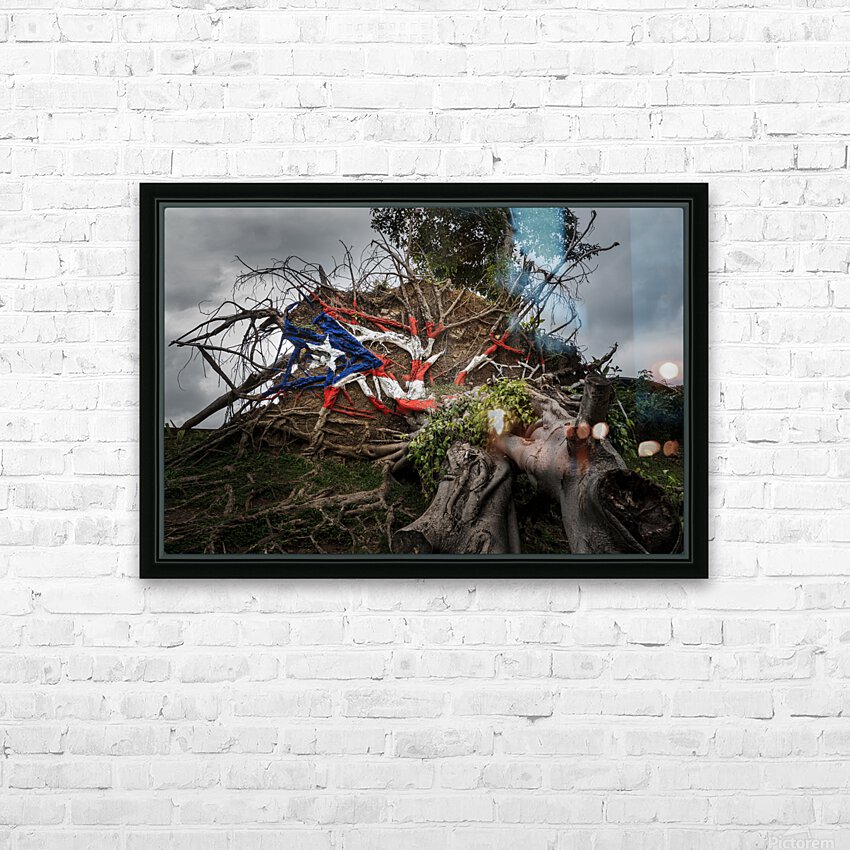 Fallen tree from Hurricane Maria in San Juan HD Sublimation Metal print with Decorating Float Frame (BOX)