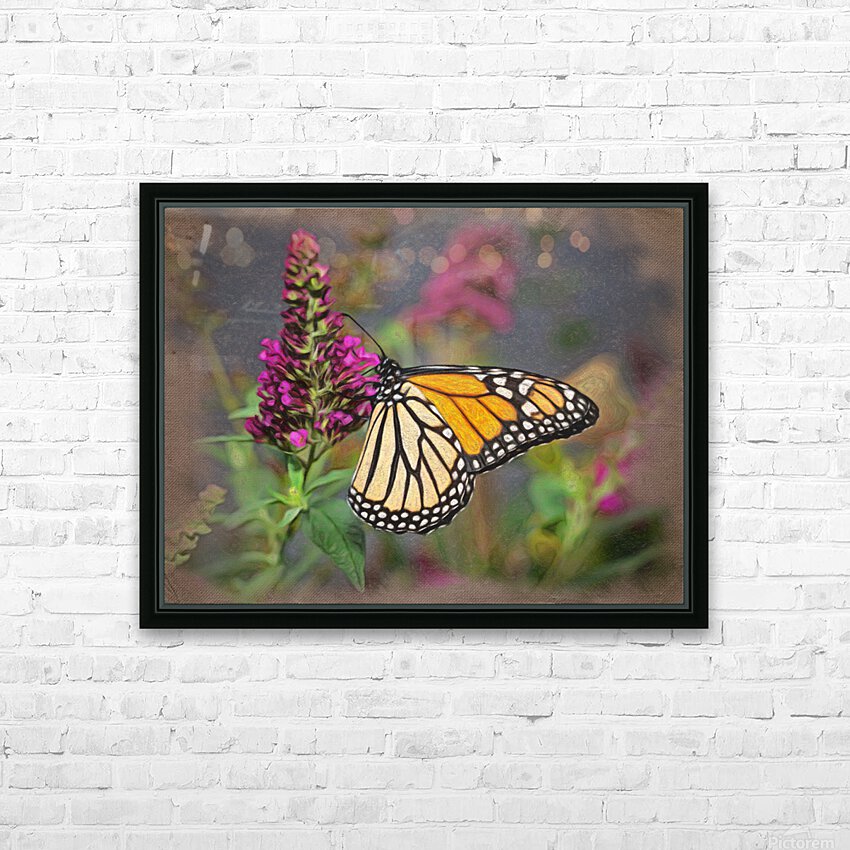 Beautiful Monarch butterfly feeding in garden HD Sublimation Metal print with Decorating Float Frame (BOX)