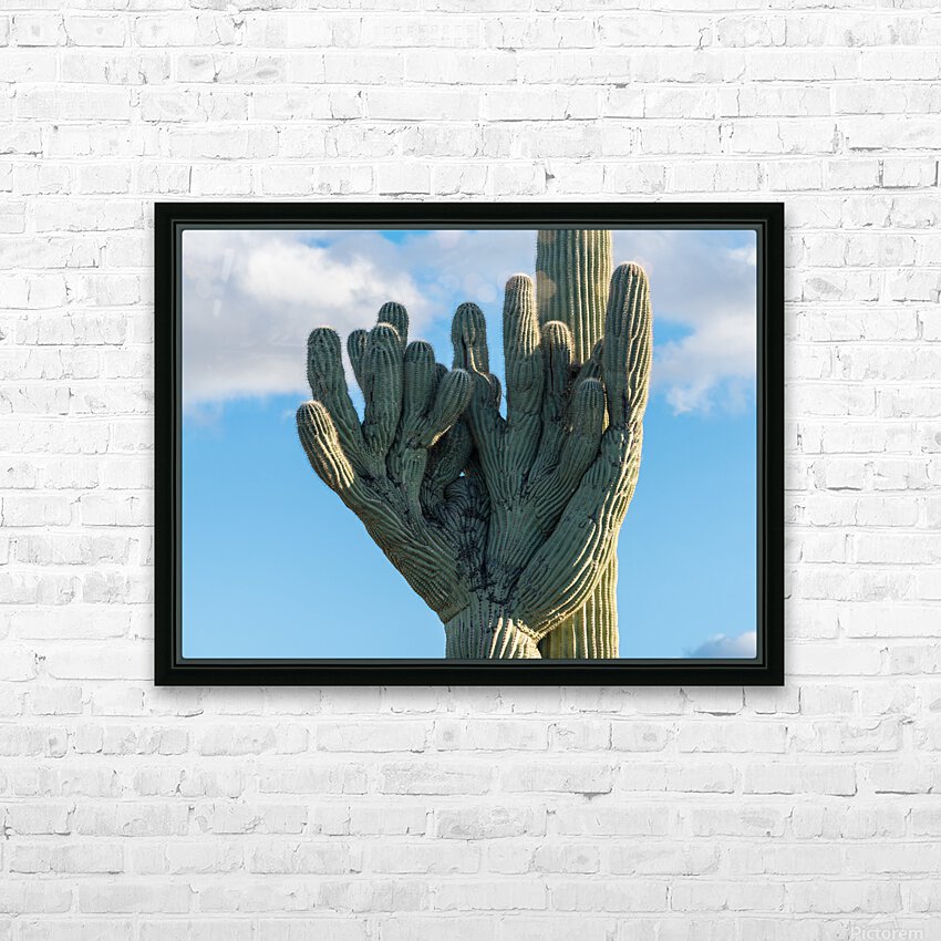 Crested Saguaro in National Park West HD Sublimation Metal print with Decorating Float Frame (BOX)