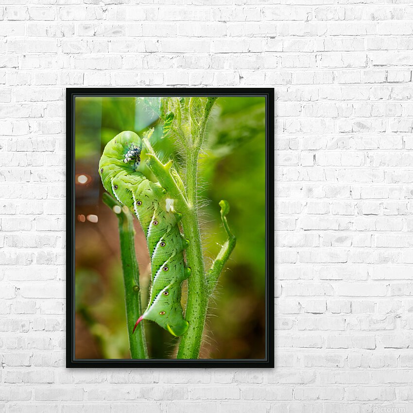 Tomato hornworm caterpillar eating plant HD Sublimation Metal print with Decorating Float Frame (BOX)