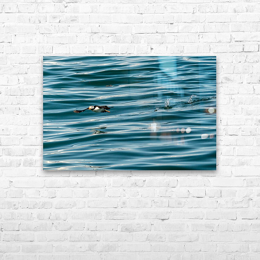 Small puffin taking off from Resurrection Bay near Seward HD Sublimation Metal print with Decorating Float Frame (BOX)