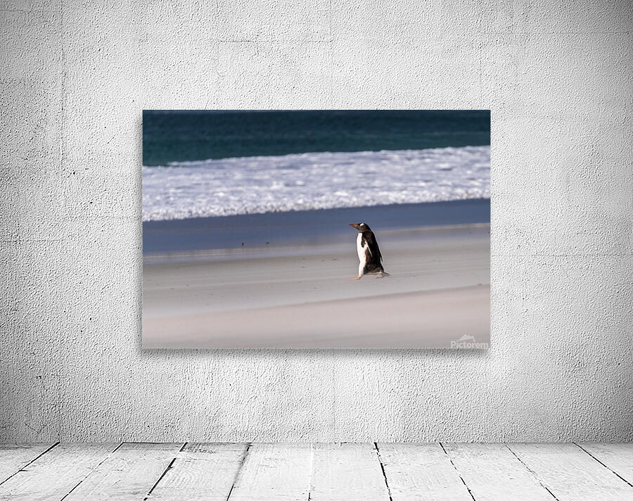 Single Gentoo penguin on Falklands walking to ocean by Steve Heap