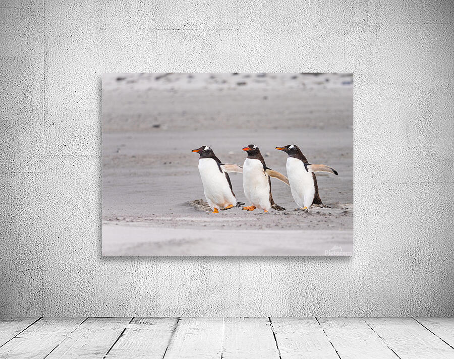 Three Gentoo penguins at Bluff Cove  running on sandy beach by Steve Heap