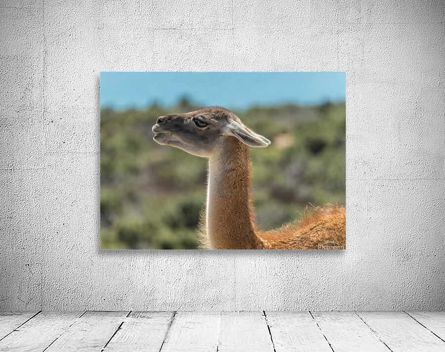 Side view portrait of guanacos or  llama in Punta Tombo reserve by Steve Heap