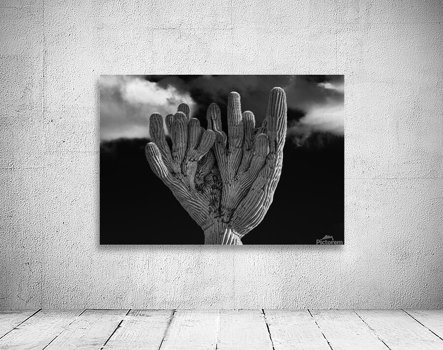 Crested Saguaro in National Park West in monochrome Wall Preview