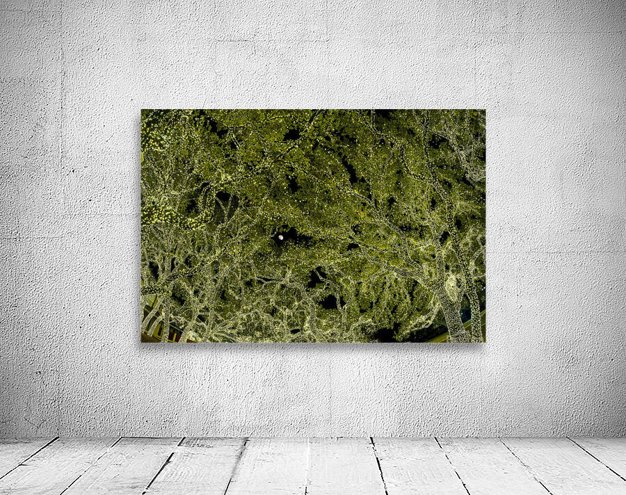 Holiday lights spectacular in trees of Johnson City Texas Wall Preview