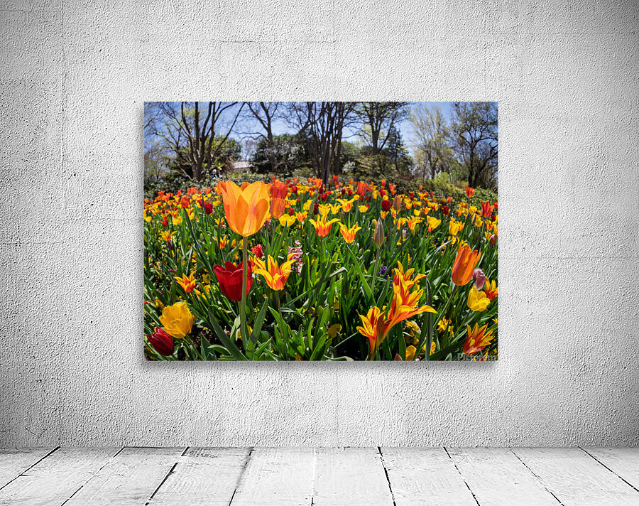 Field of vibrant tulips in full bloom creating a colorful tapes Wall Preview