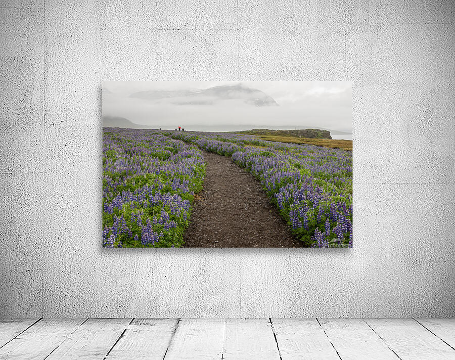 Path from the bird watching cliffs at Skalanes Nature Center Wall Preview
