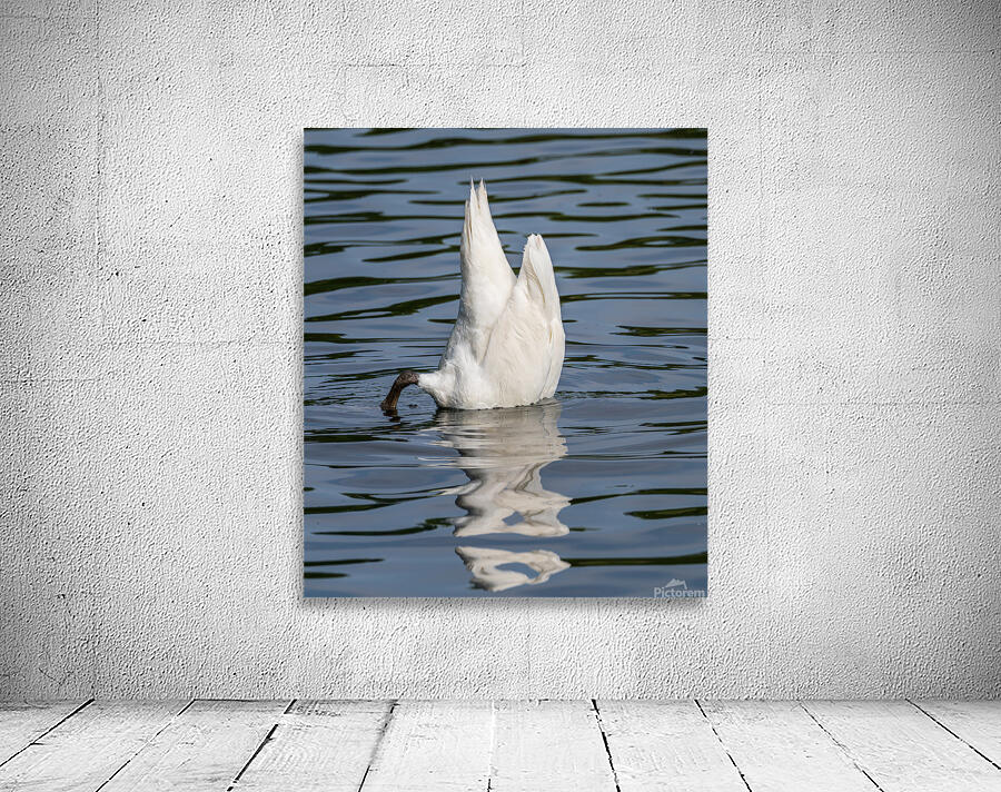 Side view of the body of a swan reaching into the water of Elles Wall Preview