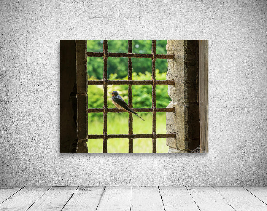 Barn swallow perched on the bars of 13th Century window Wall Preview