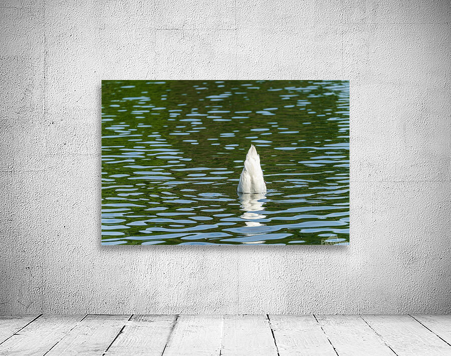 Rear view of the body of a swan reaching into the water of Elles Wall Preview