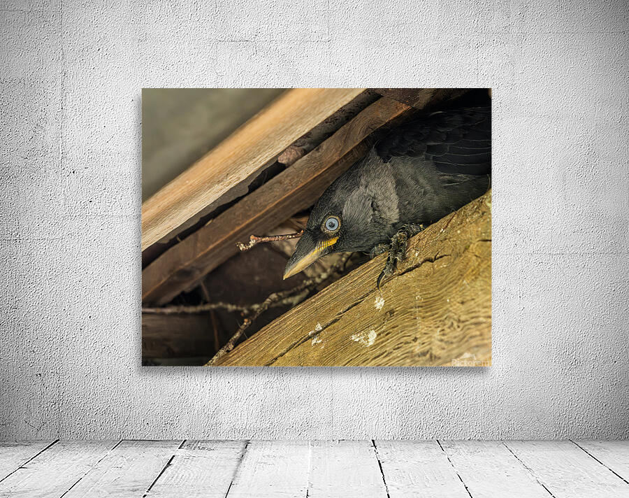 Head of a jackdaw poking out from nest in the rafters of an old  Wall Preview
