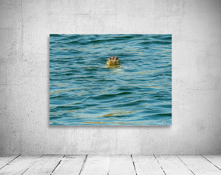 Small harbor seal in waters off Anacortes looking plaintively at Wall Preview