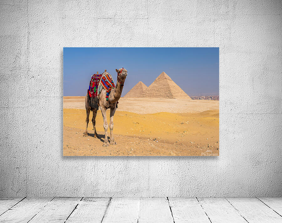 Single camel standing in front of Great Pyramid of Giza waiting  Wall Preview