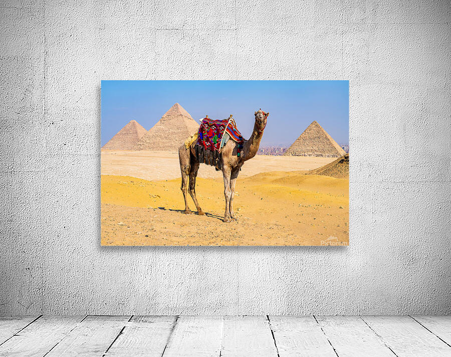Single camel standing in front of Great Pyramid of Giza waiting  Wall Preview