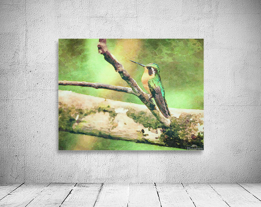 White throated mountaingem hummingbird perched on a twig  in Cos Wall Preview