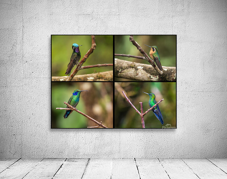 Montage of four humming birds from Costa Rica Wall Preview