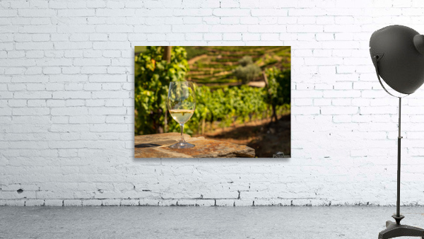 Glass of white wine in vineyard by Steve Heap