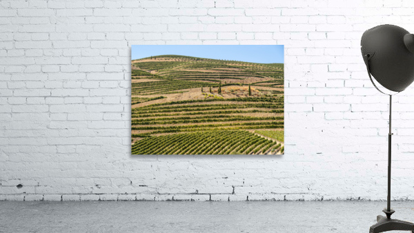 Terraced rows of vines by river Douro in Portugal by Steve Heap