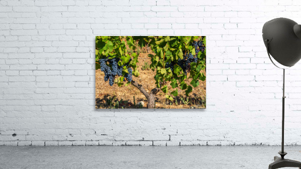 Grapes for port wine by the River Douro by Steve Heap