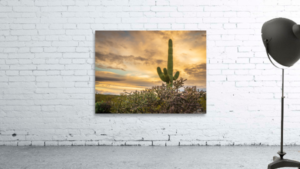 Sunset in Saguaro National Park Tucson