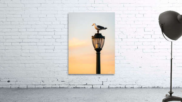 Seagull on a cast iron street lamp at dusk