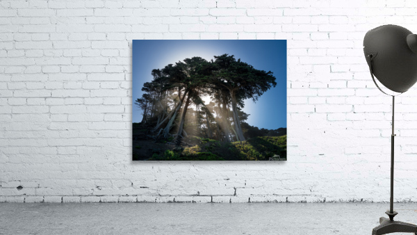 Sunbeams from large pine or fir trees  by Steve Heap