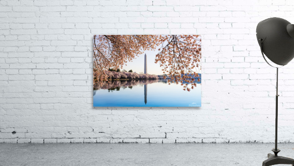 Washington Monument towers above blossoms by Steve Heap