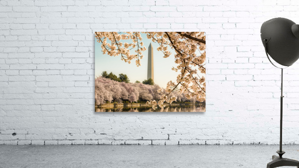 Washington Monument towers above blossoms by Steve Heap