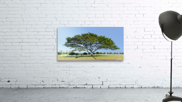 Large acacia or koa tree Kauai by Steve Heap