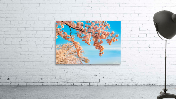 Detail macro photo of japanese cherry blossom flowers Wall Preview