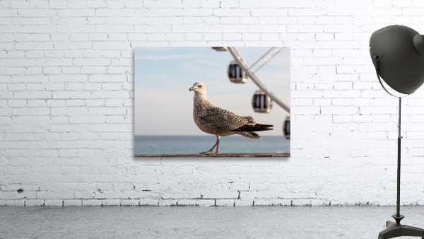 Seagull on promenade in Brighton by Steve Heap