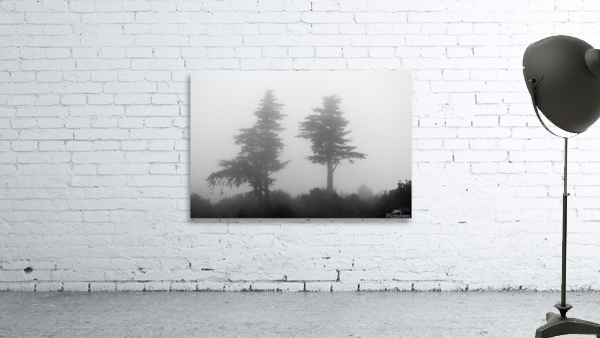 Mist and fog envelop two pine trees by Steve Heap