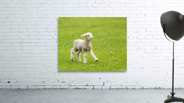 Cute lamb in meadow in New Zealand by Steve Heap