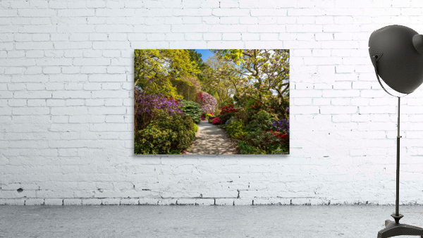 Azaleas and Rhododendron trees surround pathway in spring