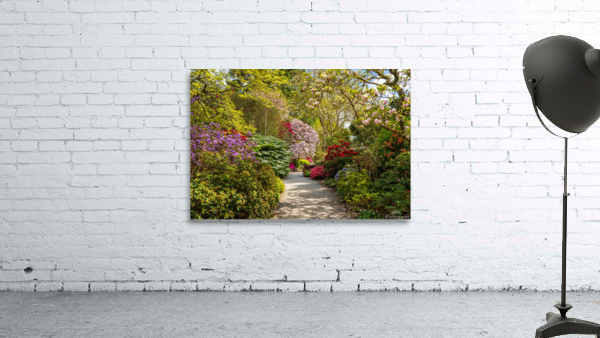 Path leads to Azaleas and Rhododendron trees in spring Wall Preview