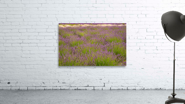 Lavender plants in blossom in early July by Steve Heap