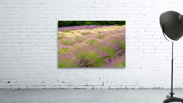 Blurred lavender plants in blossom in early July by Steve Heap