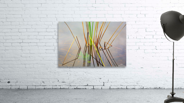 Empty bed of reeds in Everglades Florida by Steve Heap